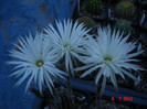 DSC00207