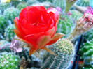 DSC00211