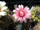DSC00219