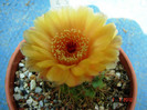 DSC00223