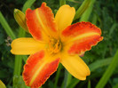 Hemerocallis Frans Hals (2012, July 11)