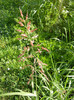 Johnson Grass (2012, July 02)