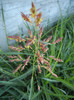 Sorghum halepense (2012, July 03)