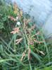 Sorghum halepense (2012, July 03)