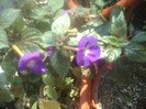 achimenes mov