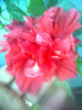 hibiscus rosu b