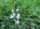 Verbena officinalis (2012, July 02)