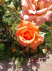 2012-07-09 10.59.07