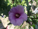 hibiscus de gradina