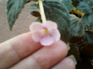 achi peach blossom ?