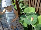 lotusii ne-au invadat pontonul
