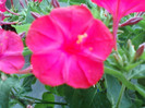 11 iulie 2012-flori 011