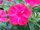 11 iulie 2012-flori 014