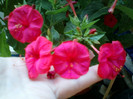 mirabilis jalapa-barba imparatului
