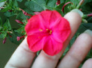 mirabilis jalapa-barba imparatului