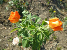 P1000977