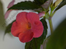 Achimenes Coral Sunset