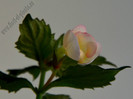 Achimenes Ivory Blush