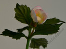 Achimenes Ivory Blush