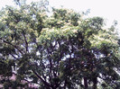 vara 2012 029