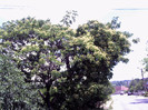 vara 2012 030