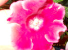 11,07.2012 005