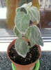 dicliptera suberecta