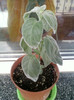 12 iulie 2012-flori 004