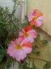 portulaca pestrita