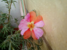 12 iulie 2012-flori 006