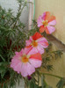 12 iulie 2012-flori 007