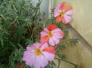 portulaca pestrita
