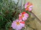 12 iulie 2012-flori 009