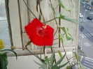 12 iulie 2012-flori 010