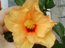 12 iulie 2012-flori 028