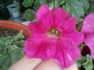 12 iulie 2012-flori 036