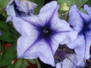 12 iulie 2012-flori 035