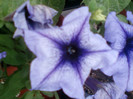 12 iulie 2012-flori 042