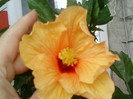 12 iulie 2012-flori 023