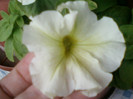 12 iulie 2012-flori 018