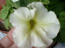 12 iulie 2012-flori 021