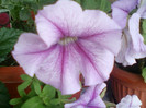 12 iulie 2012-flori 039