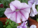 12 iulie 2012-flori 041