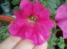 12 iulie 2012-flori 032