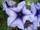 12 iulie 2012-flori 040