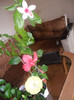 Hibiscus grup
