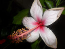 Fidjian White