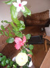 Hibiscus grup