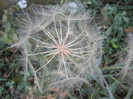 Tragopogon dubius (2012, July 10)