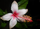 Hibiscus Fidjian White